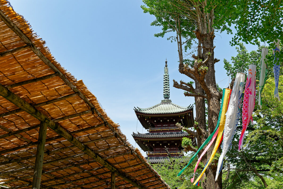 上野東照宮ぼたん苑（春のぼたん祭・2023）