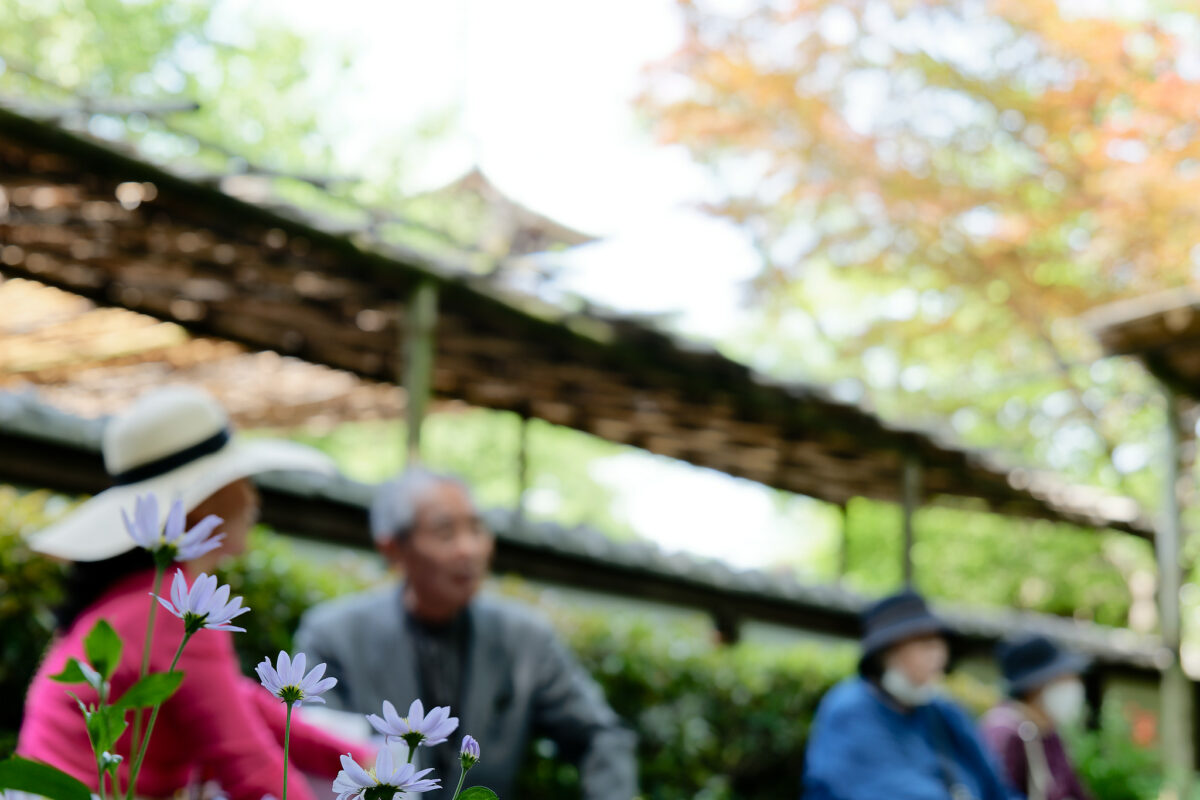 上野東照宮ぼたん苑（春のぼたん祭・2023）