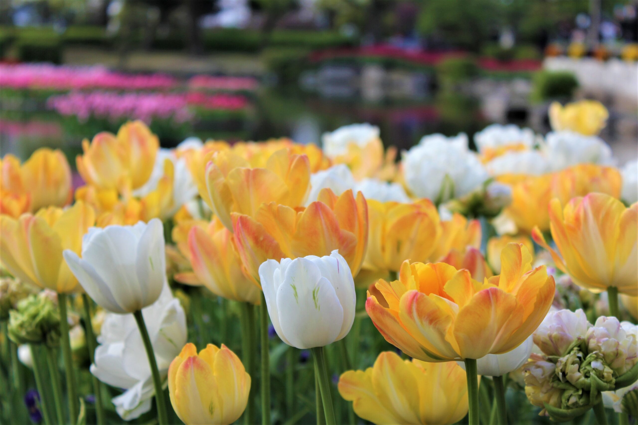 となみチューリップフェア