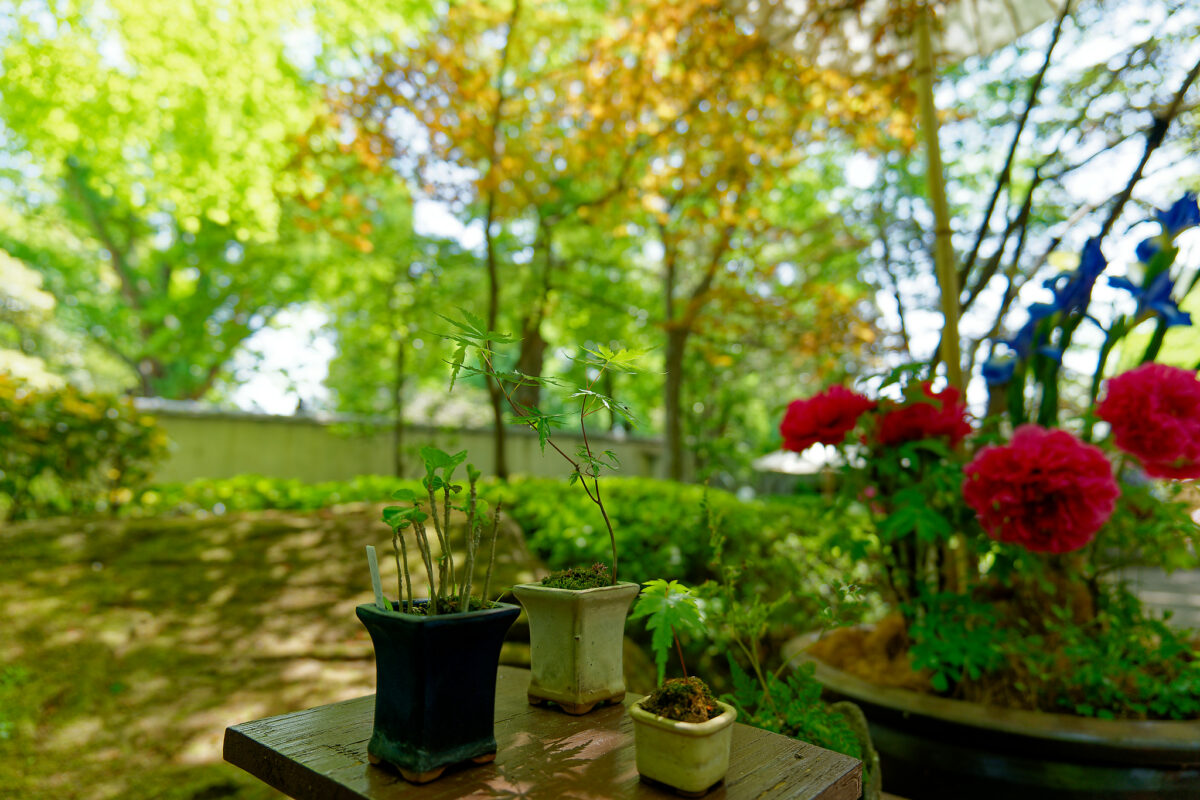 上野東照宮ぼたん苑（春のぼたん祭・2023）