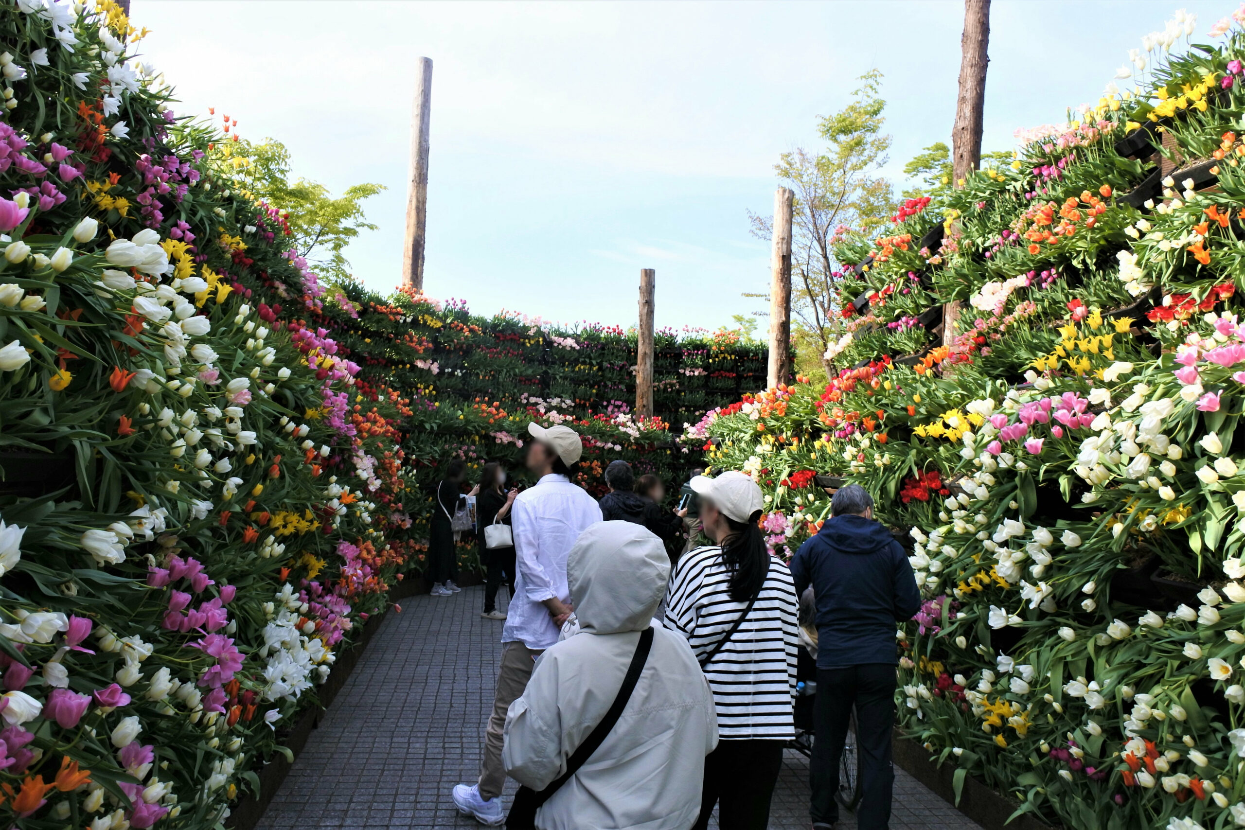 となみチューリップフェア