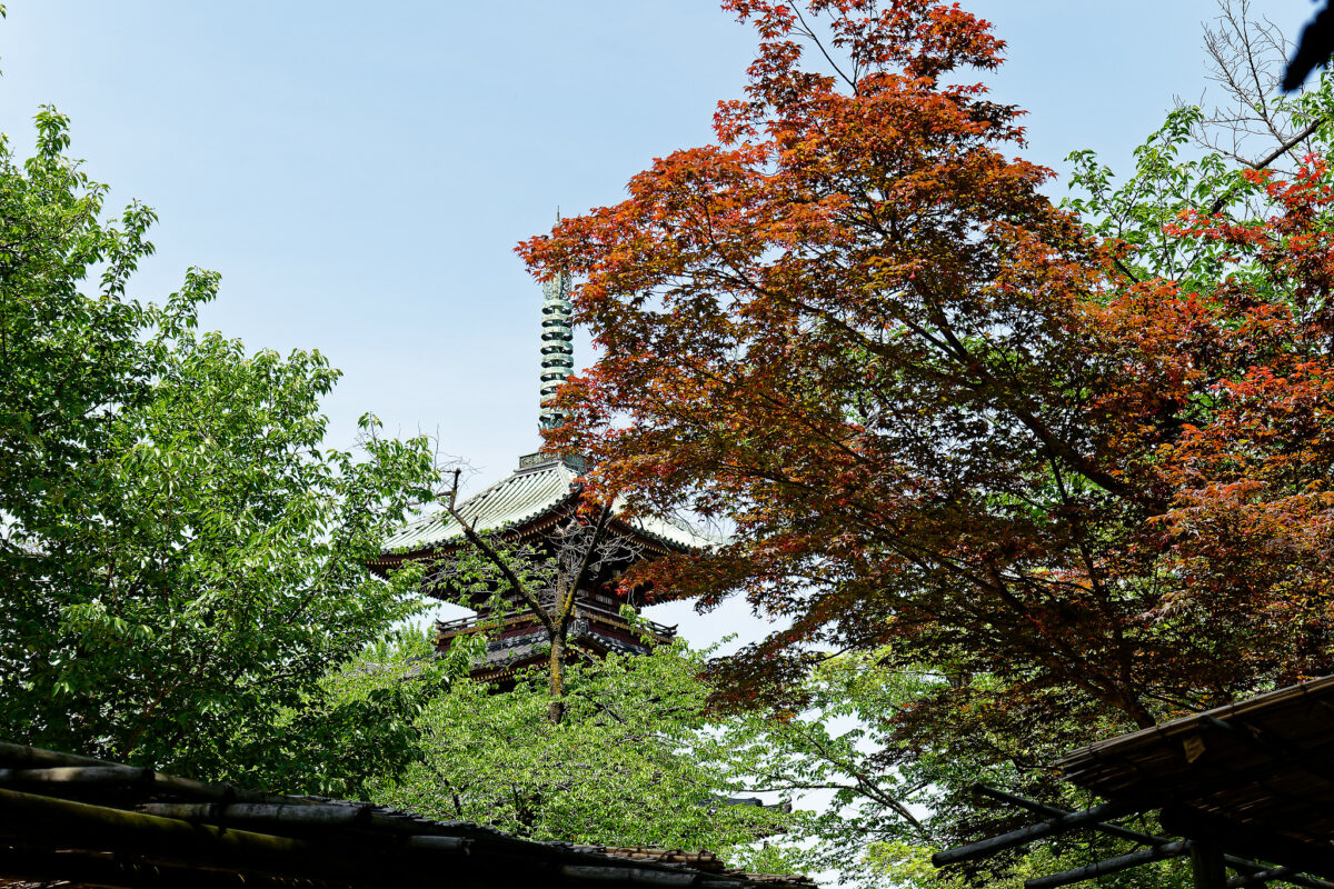 上野東照宮ぼたん苑（春のぼたん祭・2023）