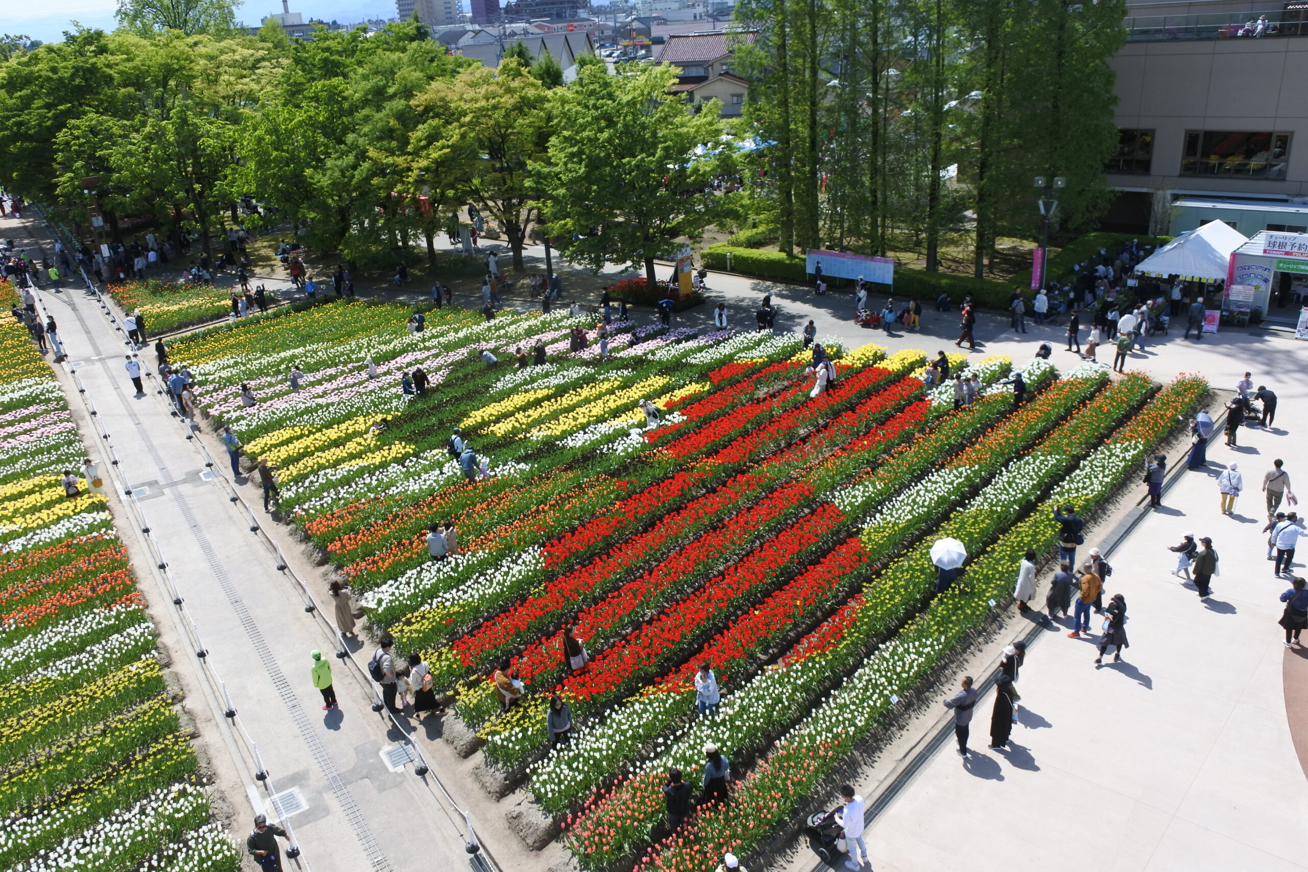 となみチューリップフェア