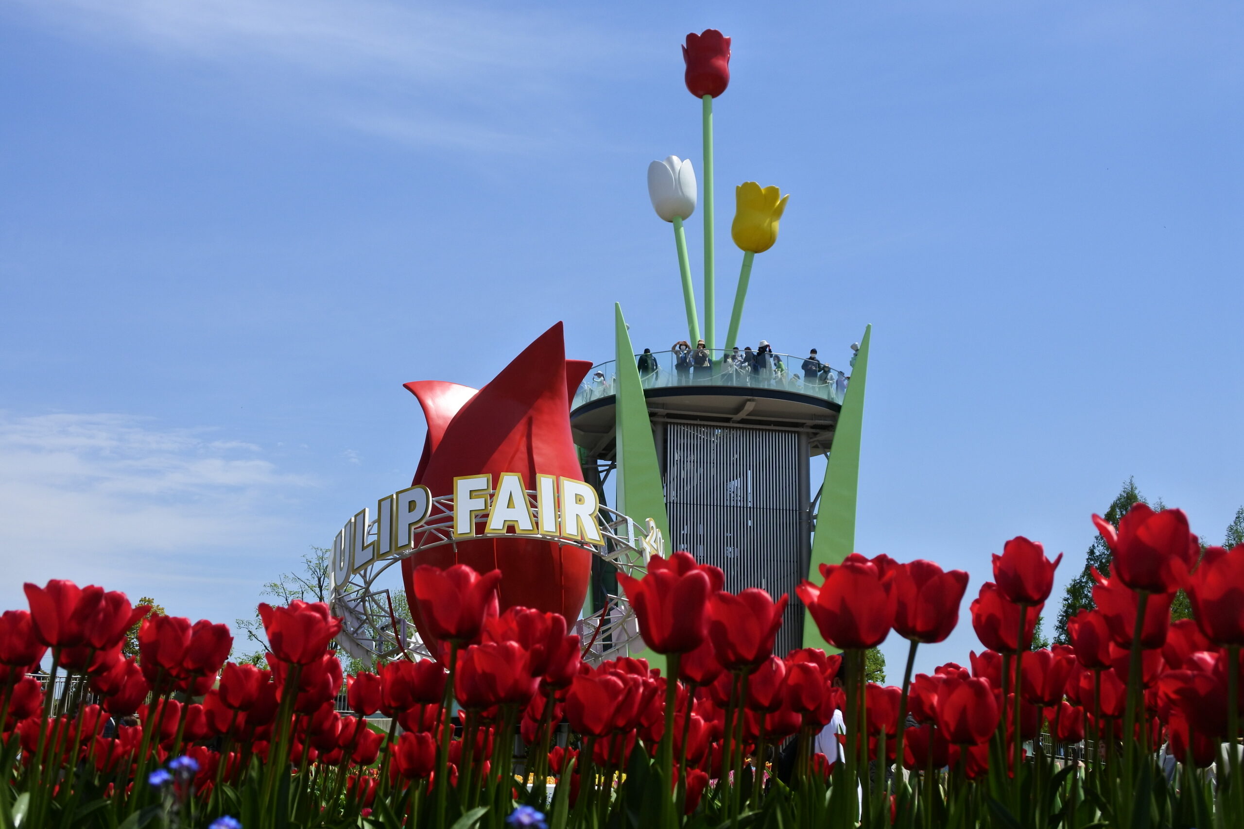 となみチューリップフェア