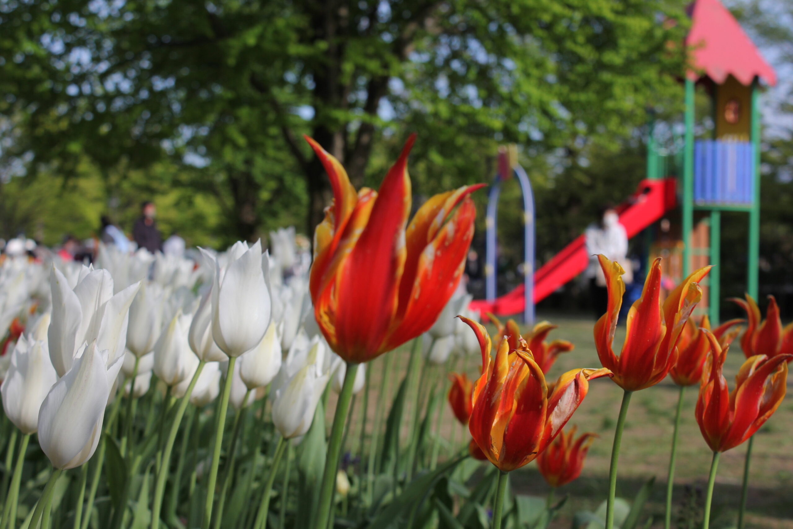 となみチューリップフェア