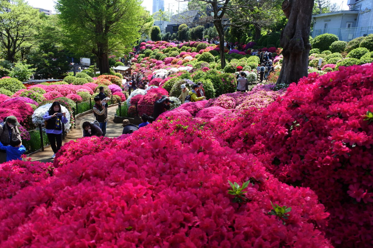 子ども目線の写真との比較
