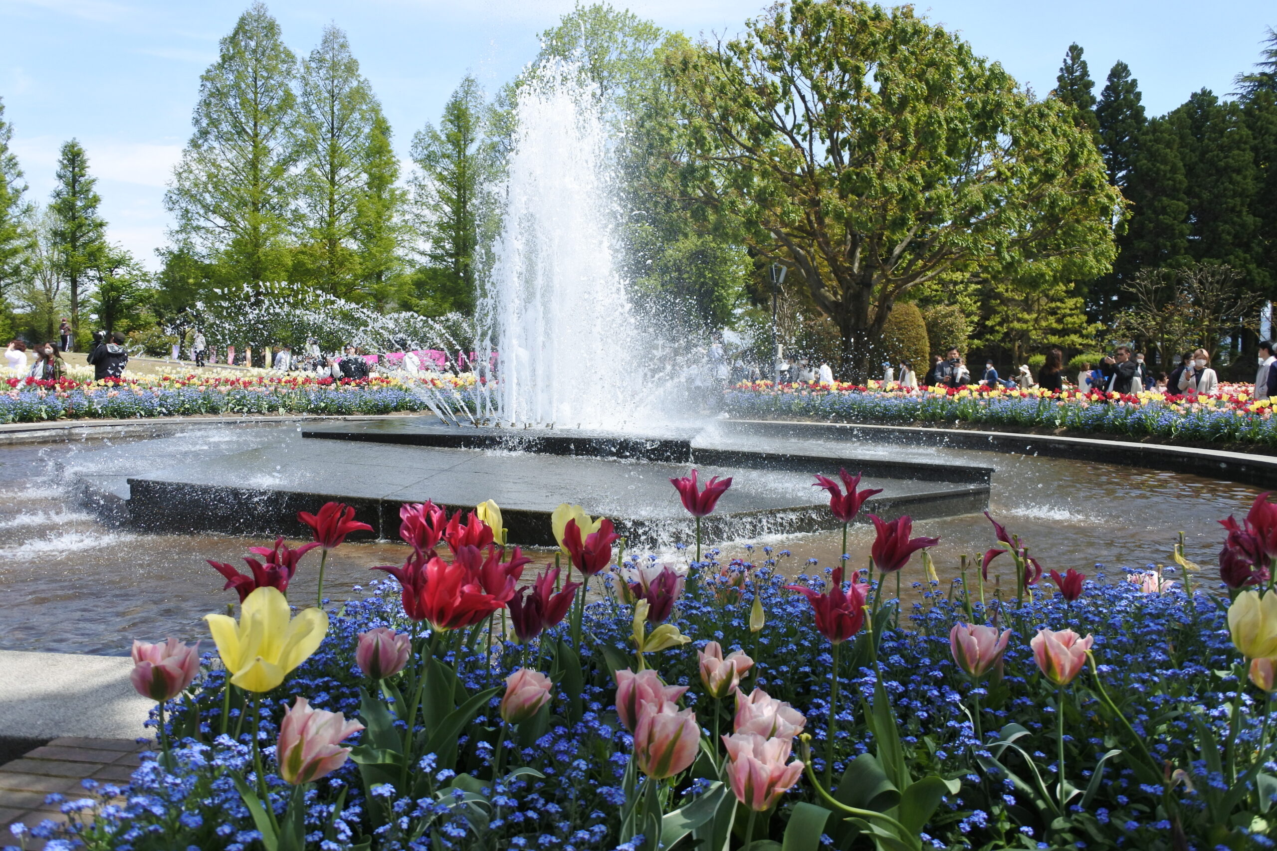 となみチューリップフェア