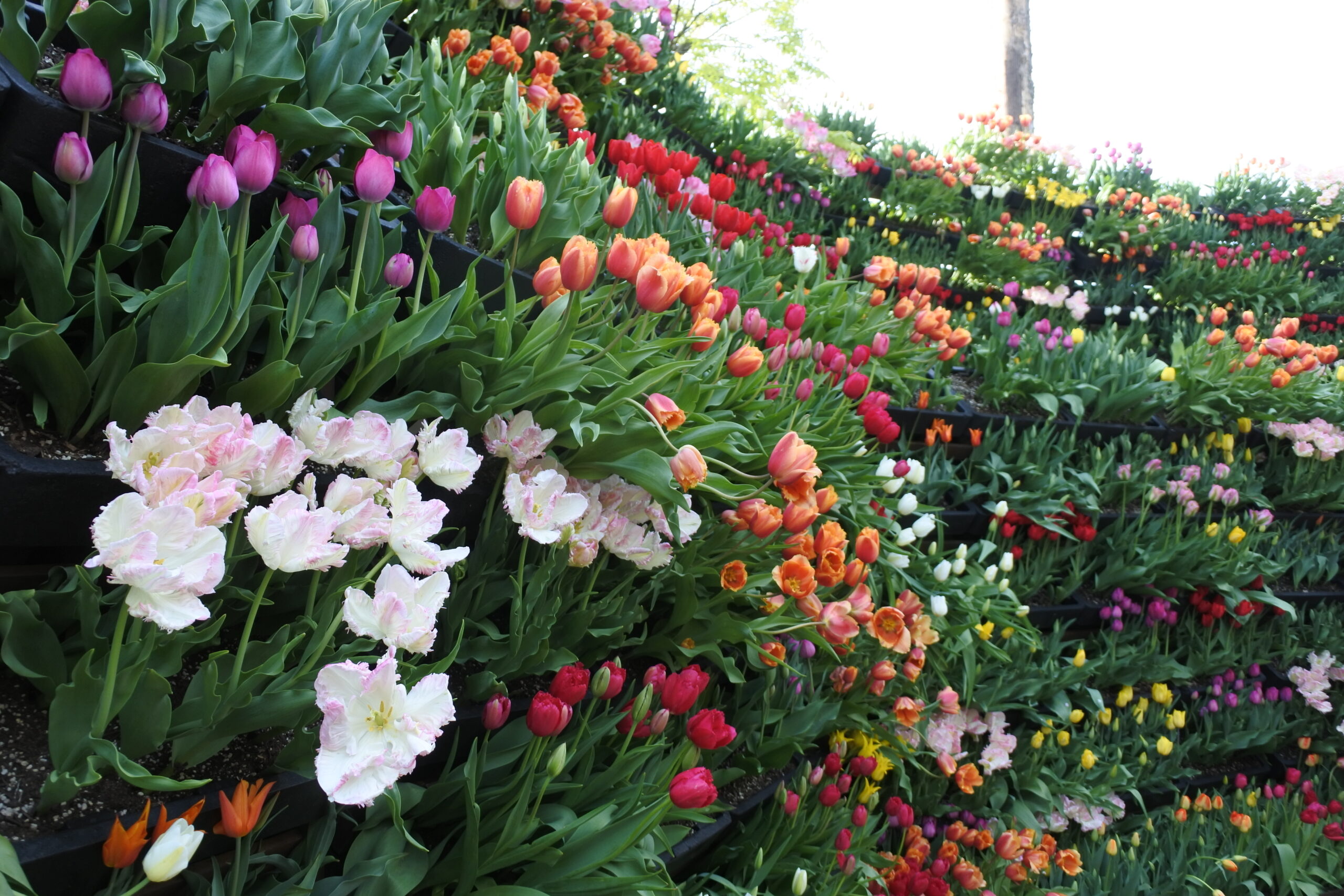 となみチューリップフェア