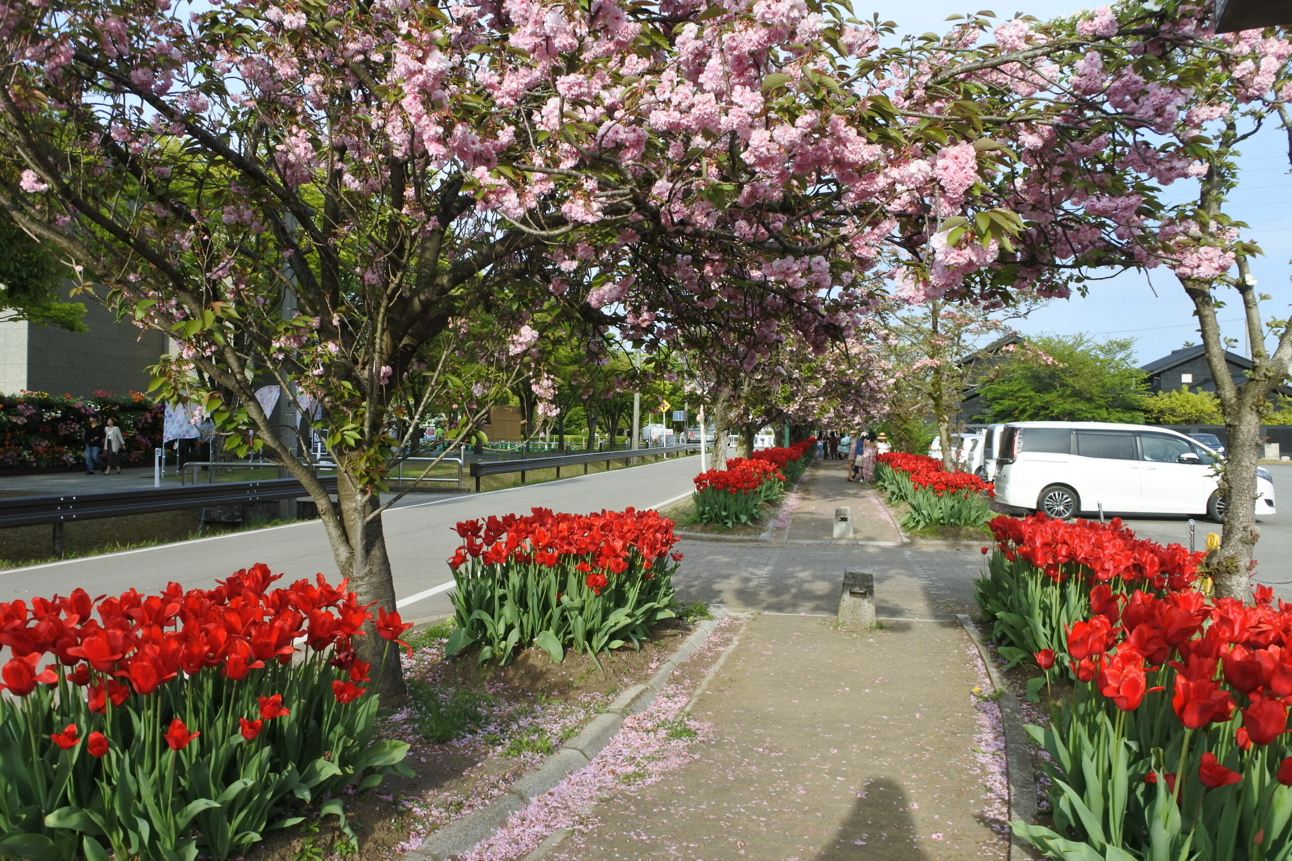 となみチューリップフェア