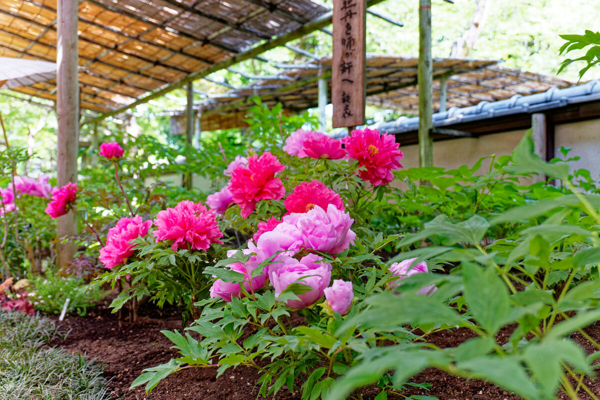 上野東照宮ぼたん苑（春のぼたん祭・2023）