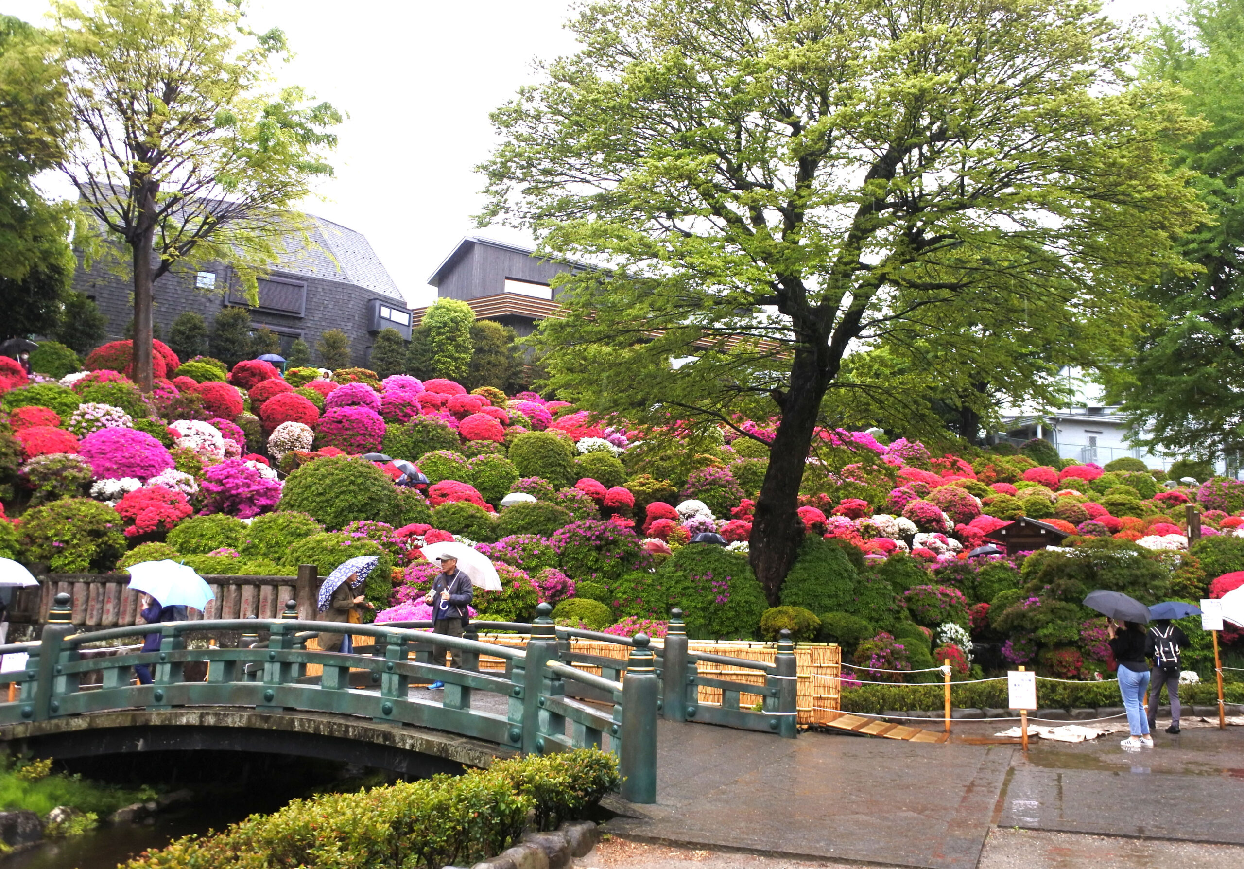 文京つつじまつり4/15