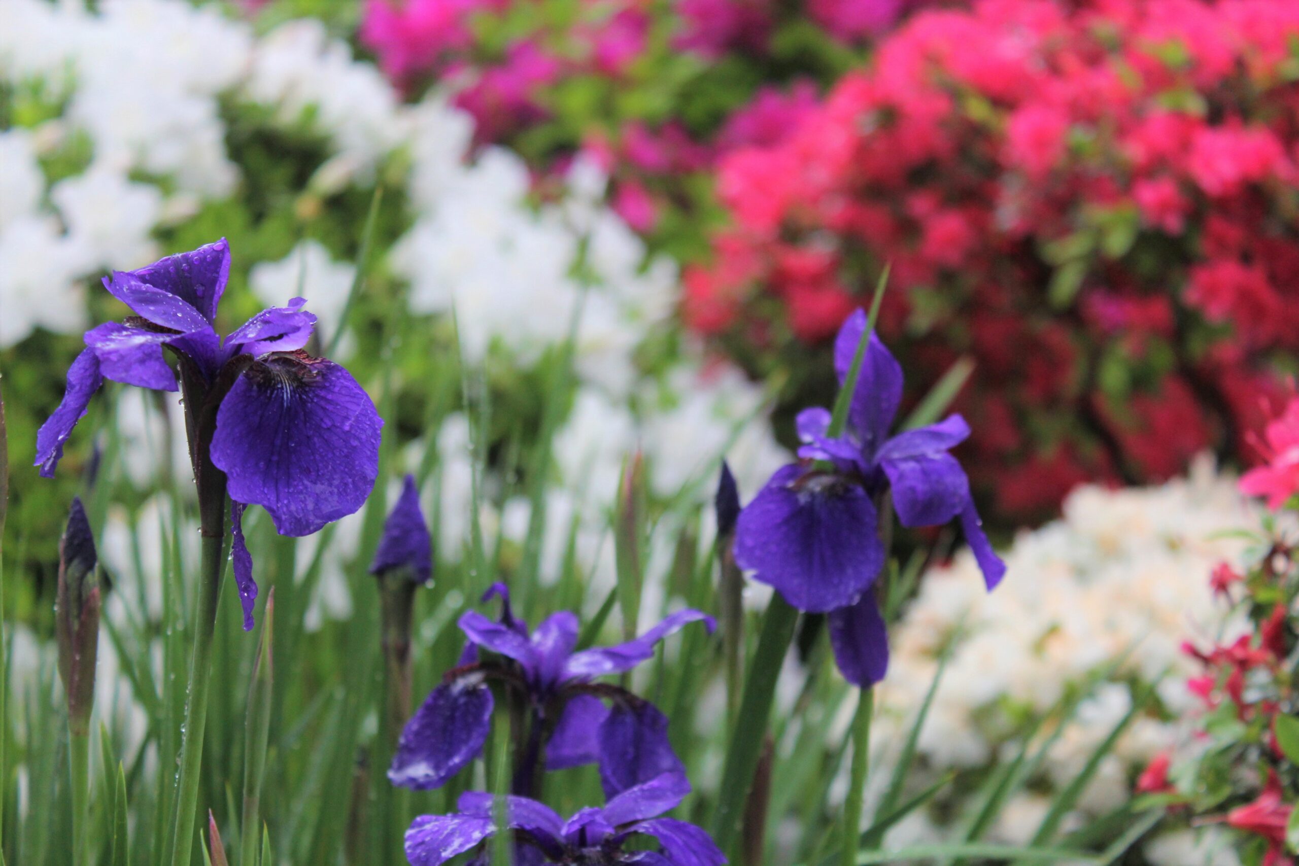 文京つつじまつり4/15