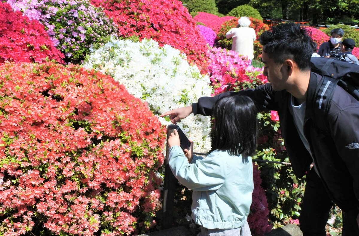 つつじを楽しむ親子