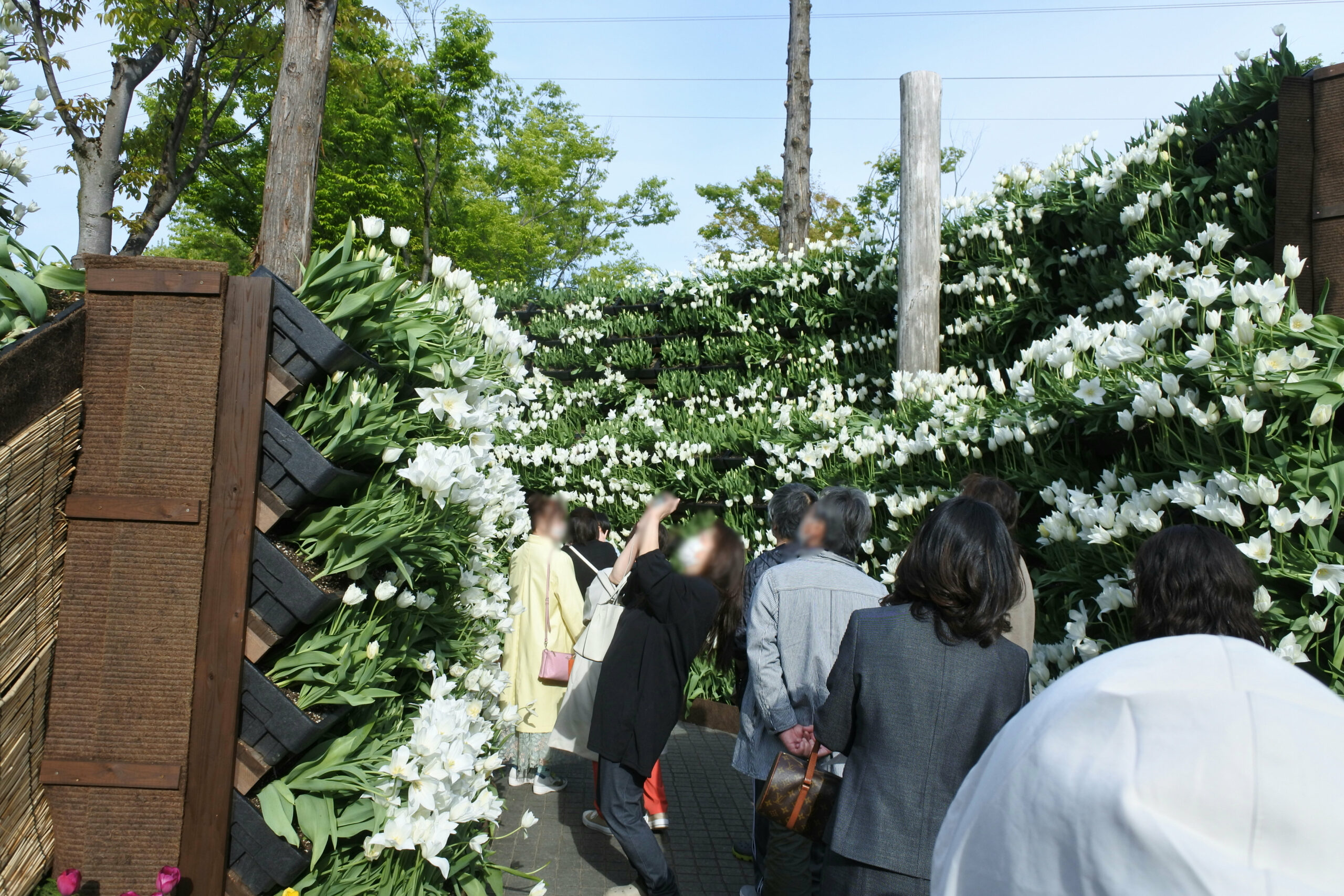 となみチューリップフェア