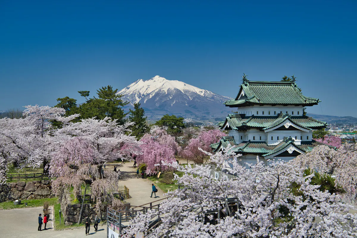 およそ100年前、弘前の桜は武士たちを慰めていた。「弘前さくらまつり」を生み、守り、繋いでいく人々の物語｜株式会社オマツリジャパン