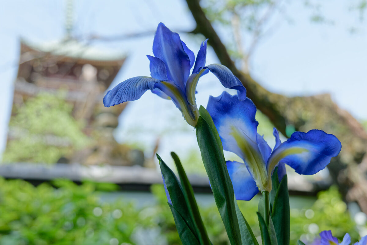 上野東照宮ぼたん苑（春のぼたん祭・2023）