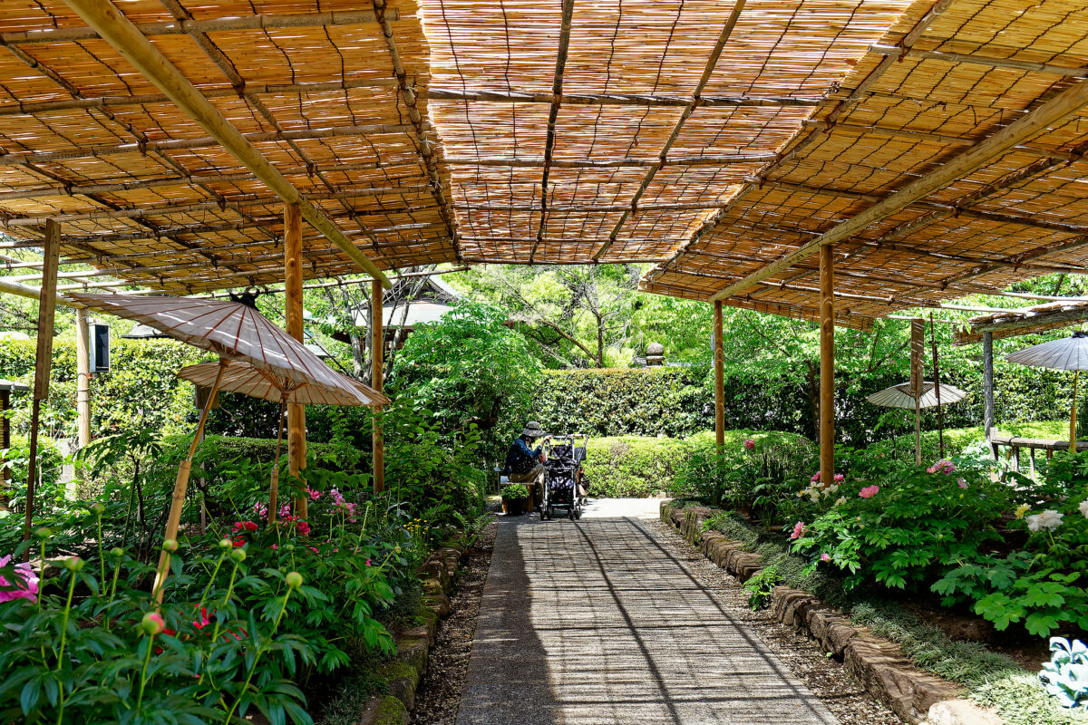 上野東照宮ぼたん苑（春のぼたん祭・2023）