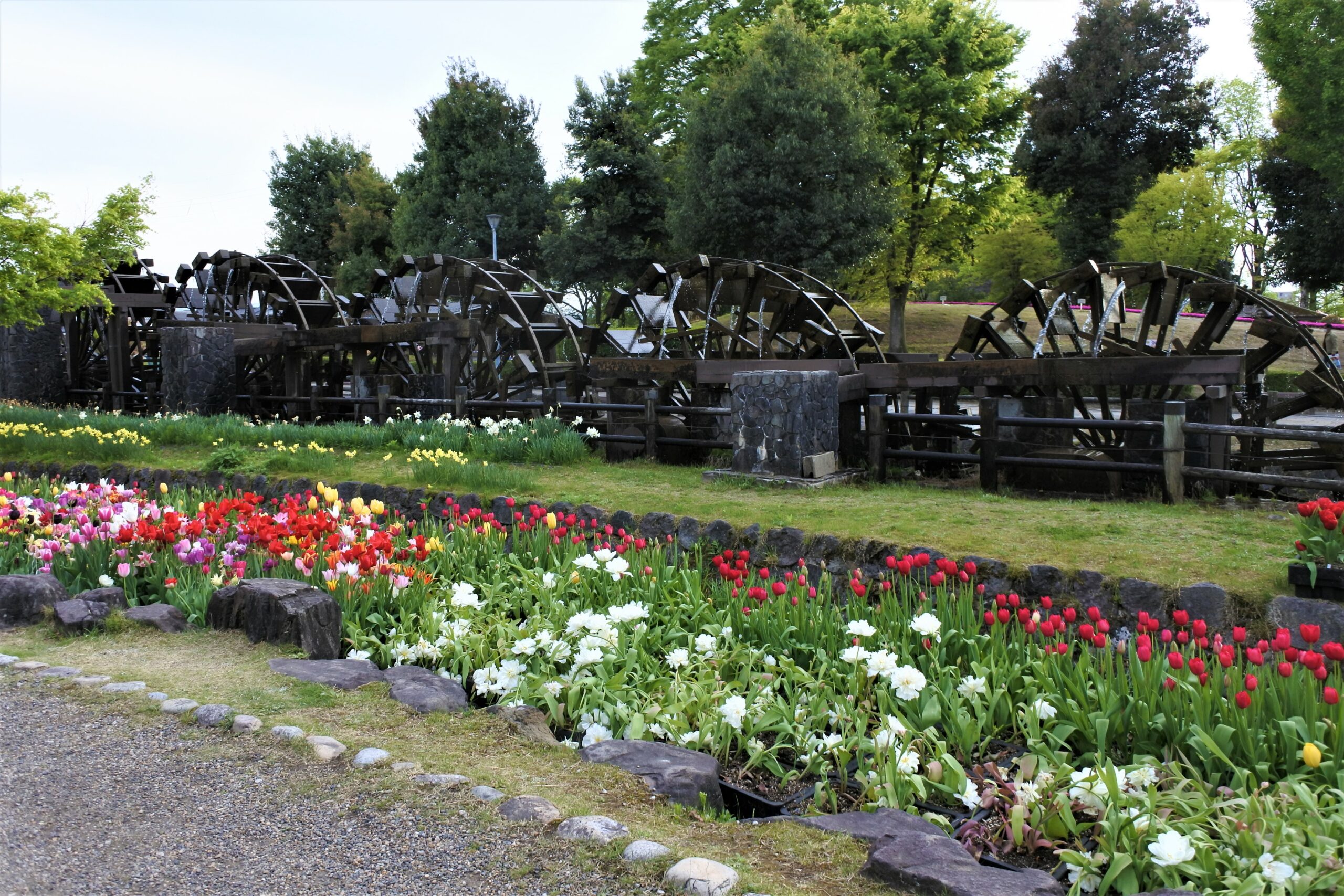 となみチューリップフェア