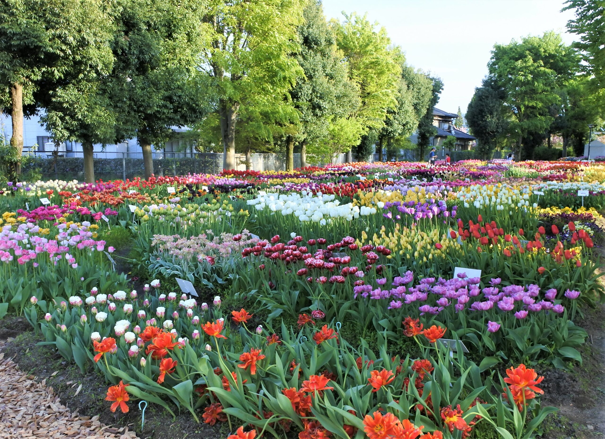 となみチューリップフェア