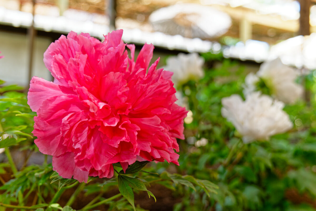 上野東照宮ぼたん苑（春のぼたん祭・2023）