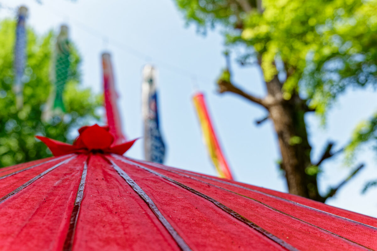 上野東照宮ぼたん苑（春のぼたん祭・2023）