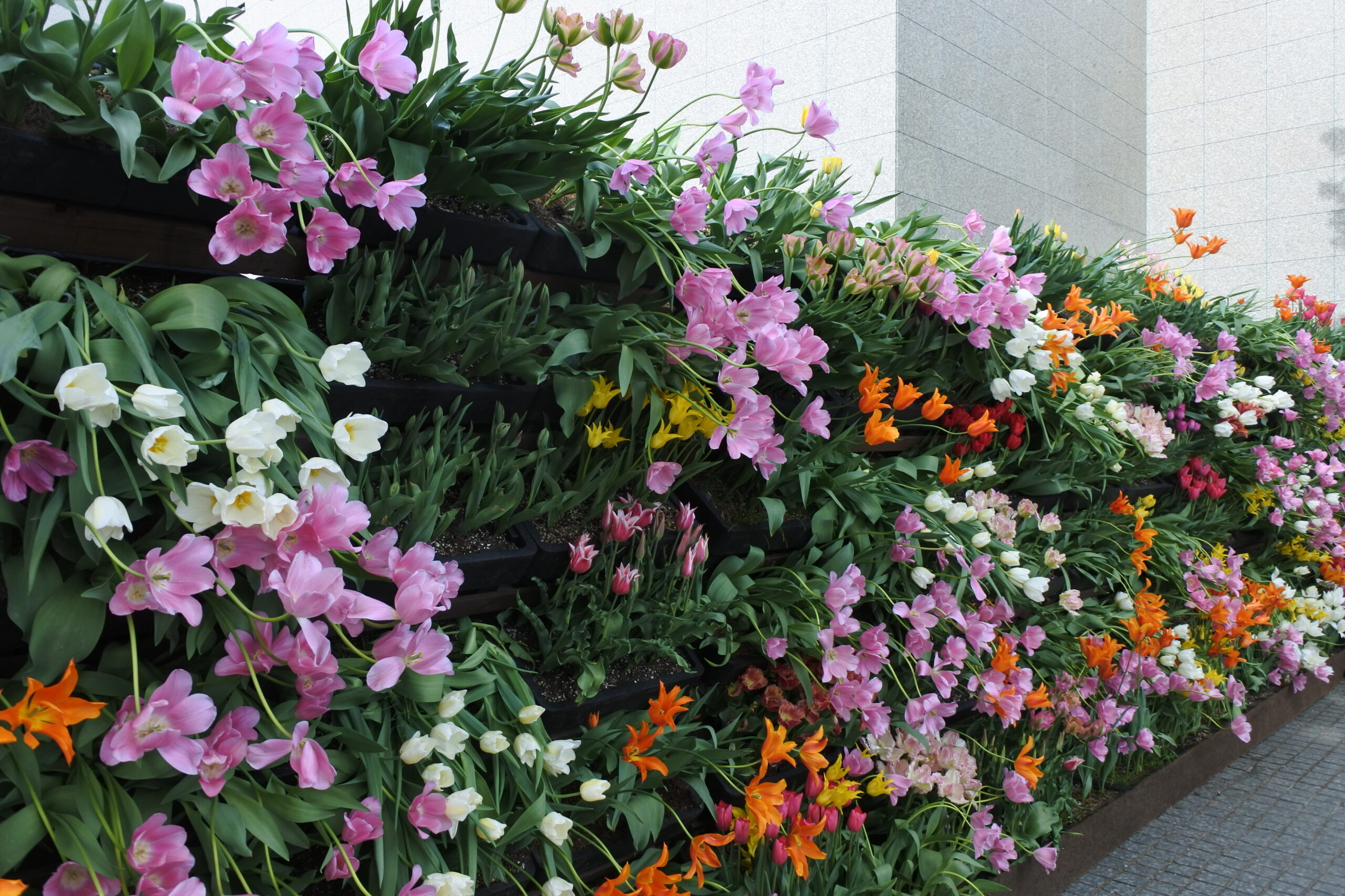 となみチューリップフェア