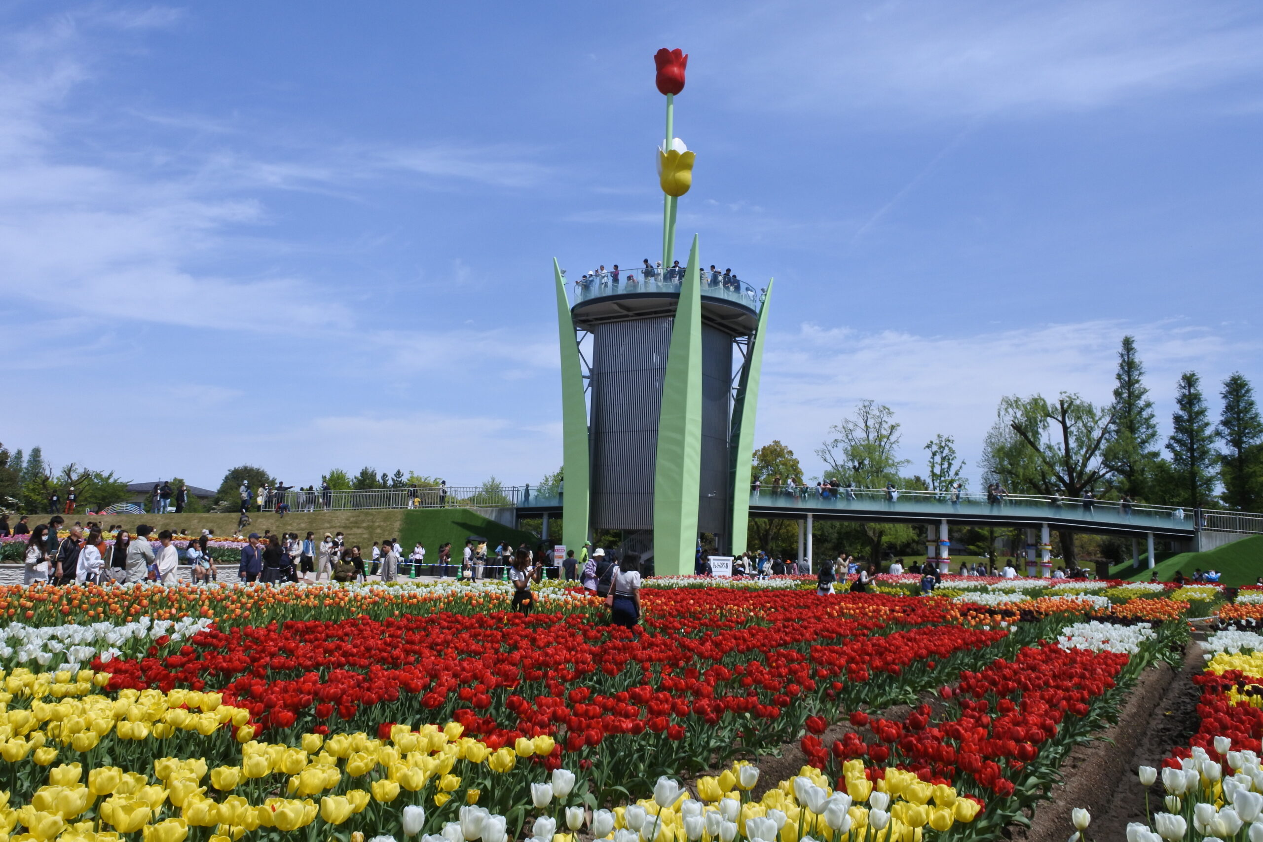 となみチューリップフェア
