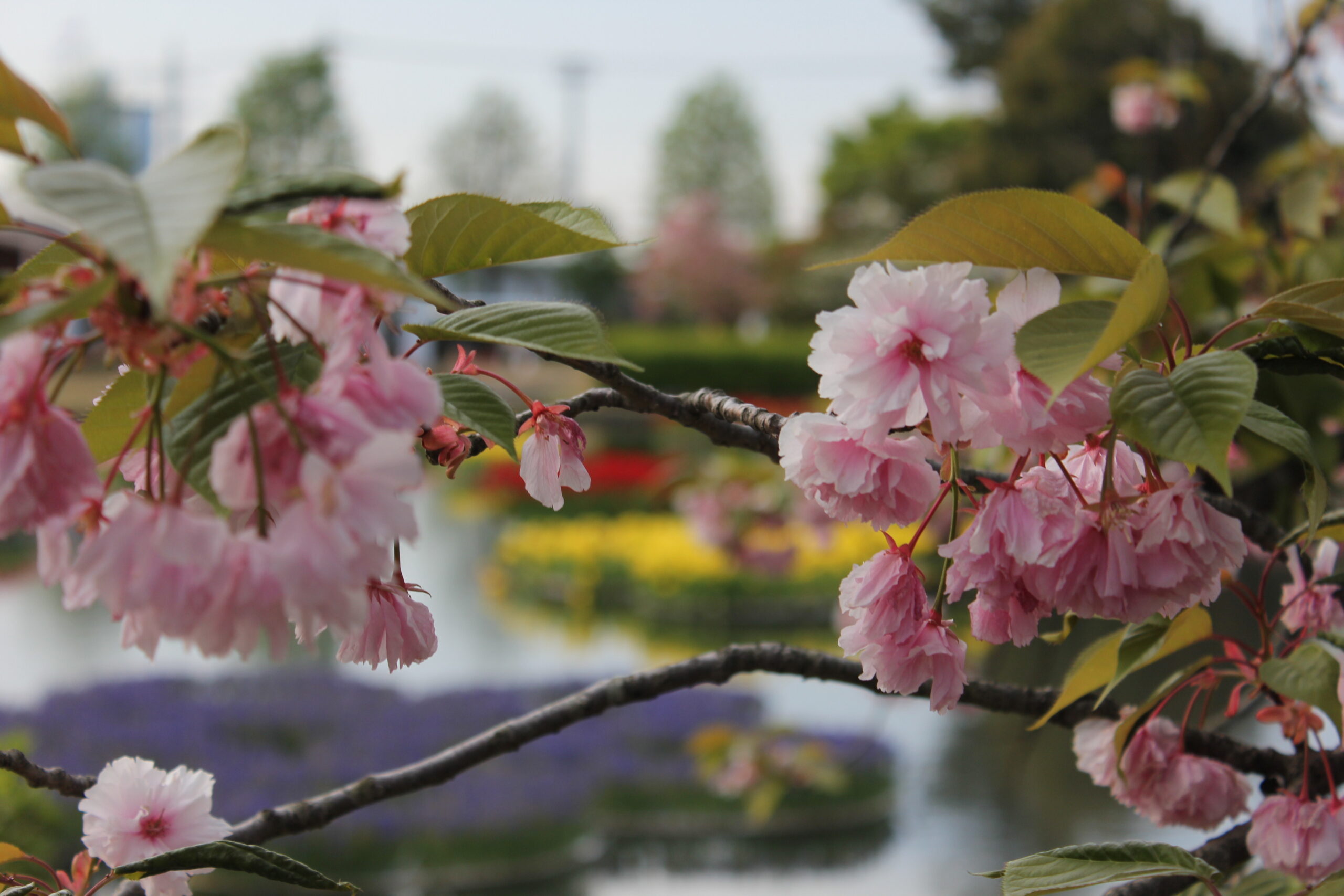 となみチューリップフェア