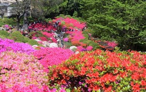 今週末から開催！根津神社の「文京つつじまつり」は春休みにもおすすめ◎2024年最新の開催情報も！