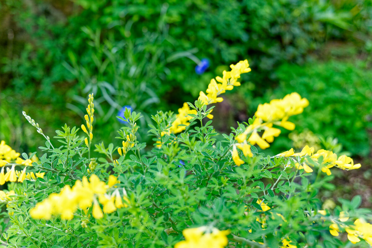 上野東照宮ぼたん苑（春のぼたん祭・2023）