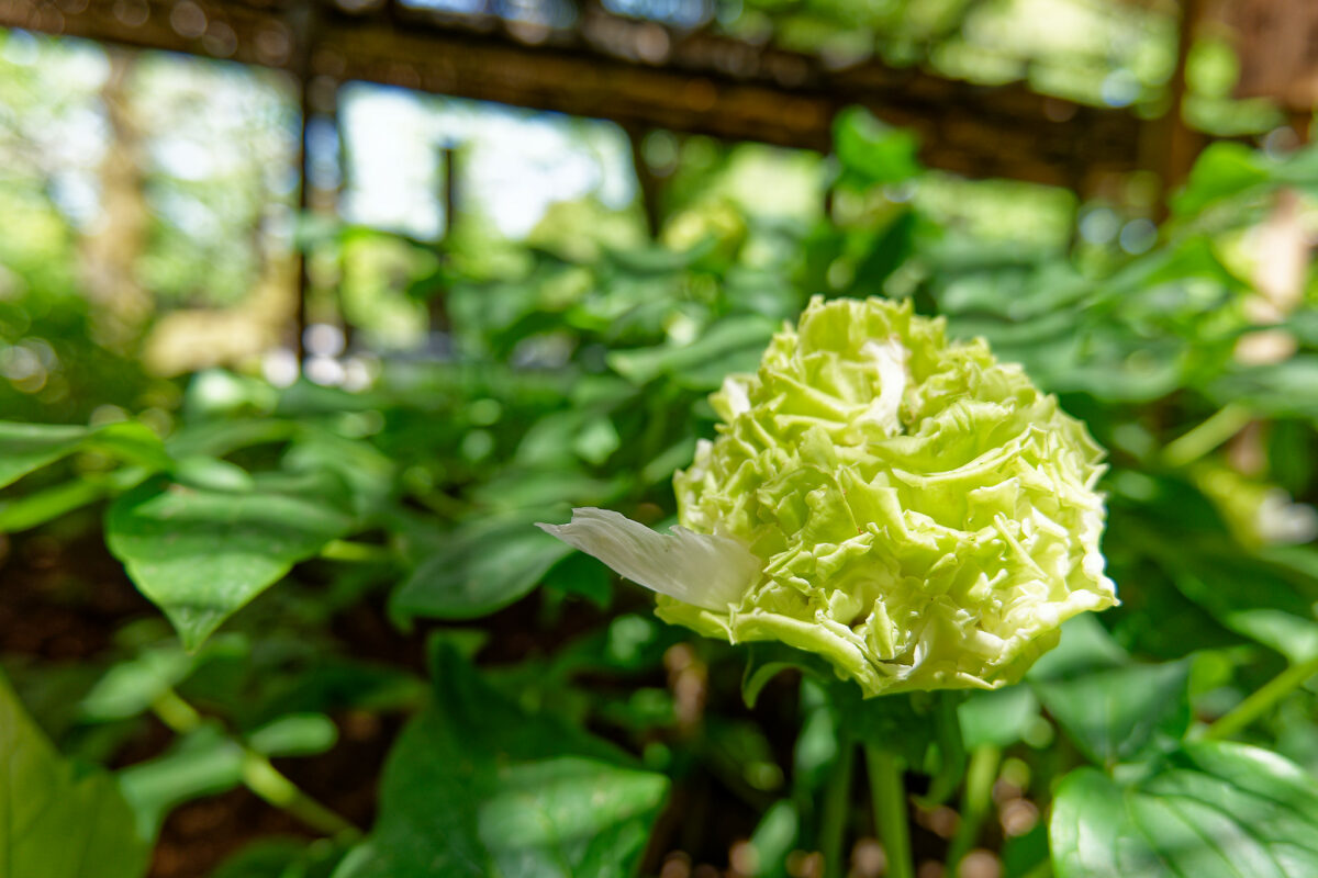 上野東照宮ぼたん苑（春のぼたん祭・2023）