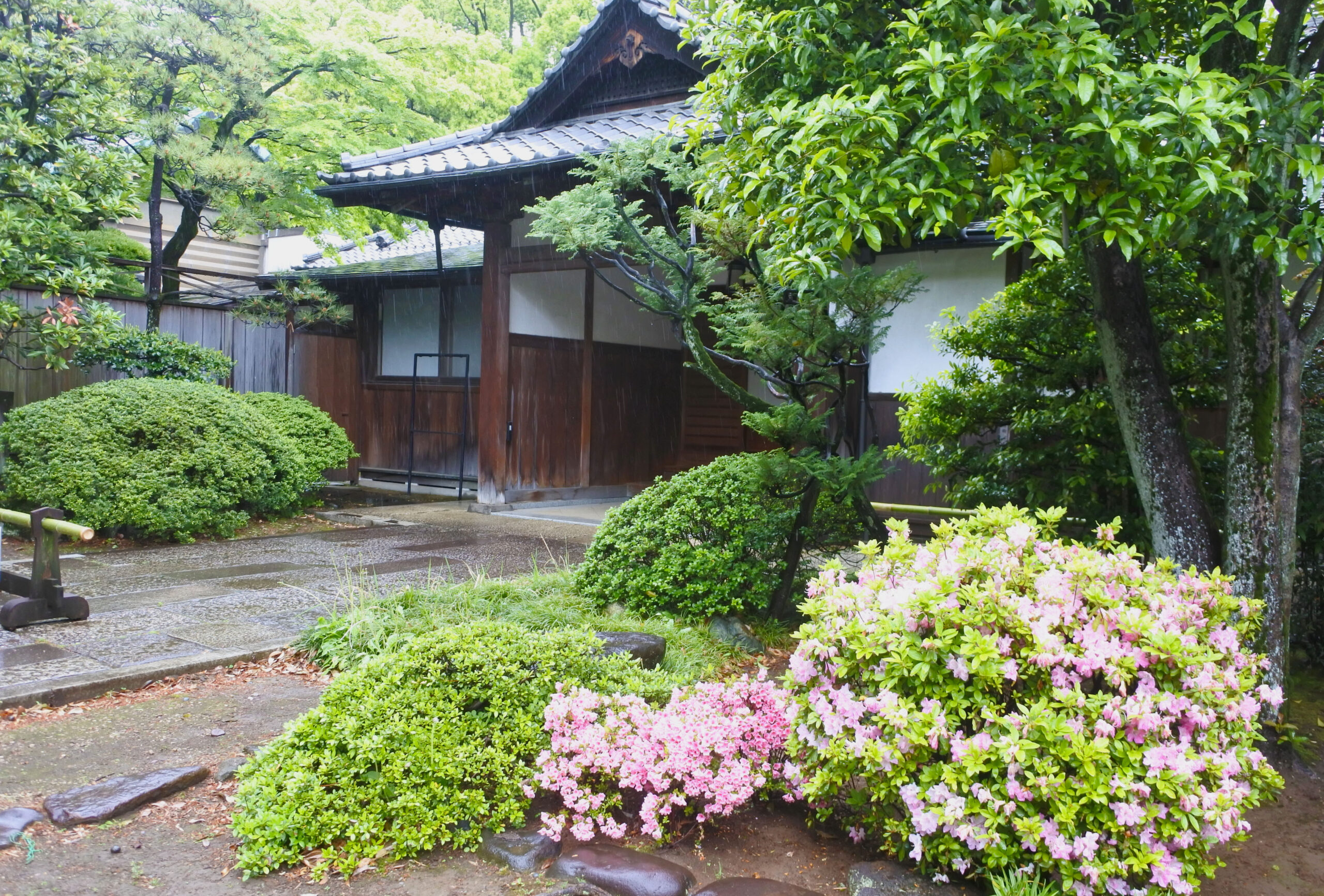 文京つつじまつり4/15