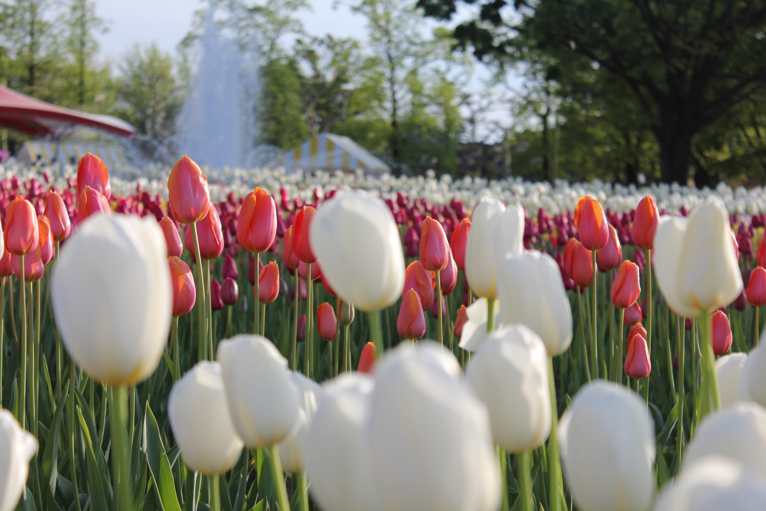 となみチューリップフェア