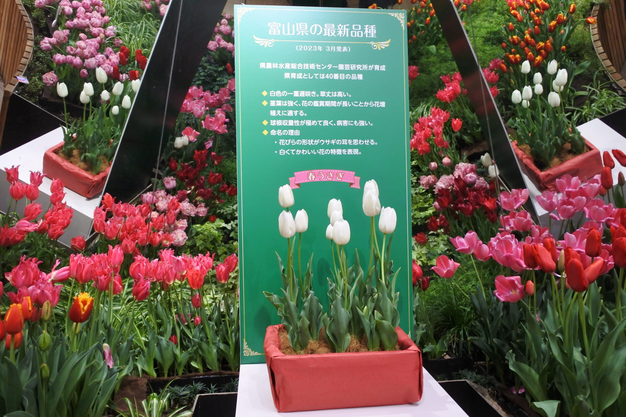 となみチューリップフェア