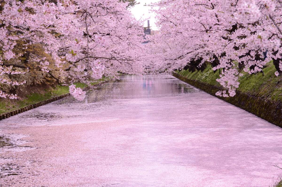 およそ100年前、弘前の桜は武士たちを慰めていた。「弘前さくらまつり」を生み、守り、繋いでいく人々の物語