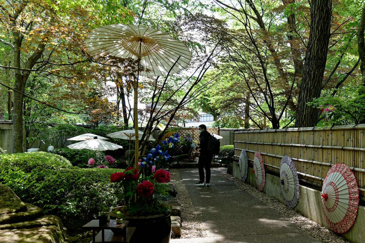 上野東照宮ぼたん苑（春のぼたん祭・2023）