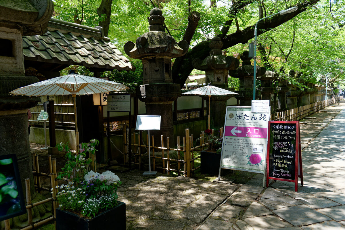 上野東照宮ぼたん苑（春のぼたん祭・2023）