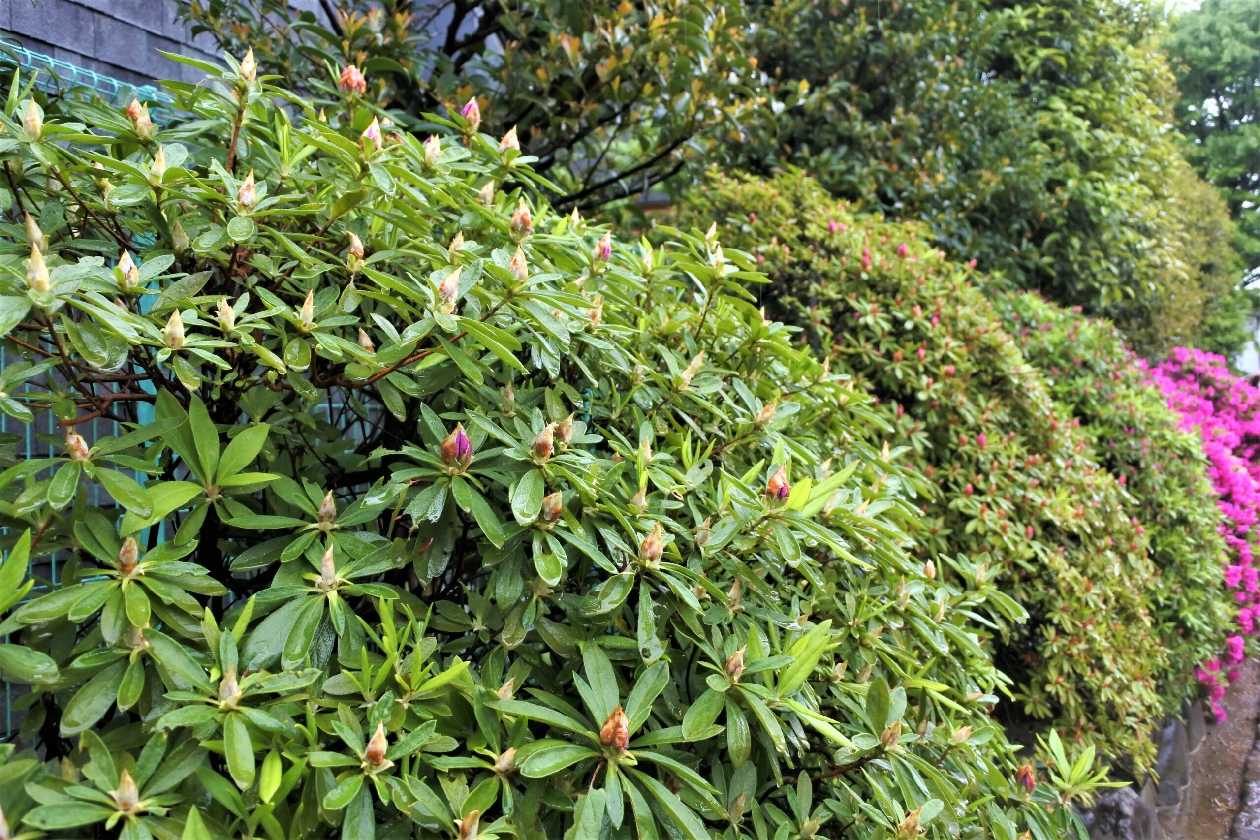 文京つつじまつり