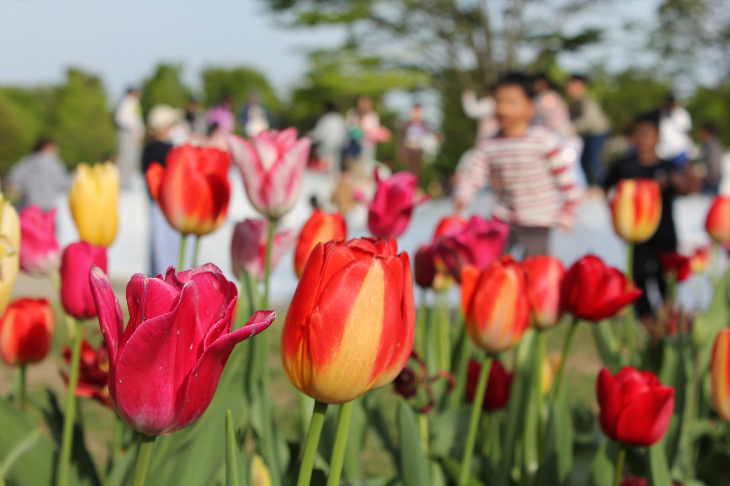 となみチューリップフェア