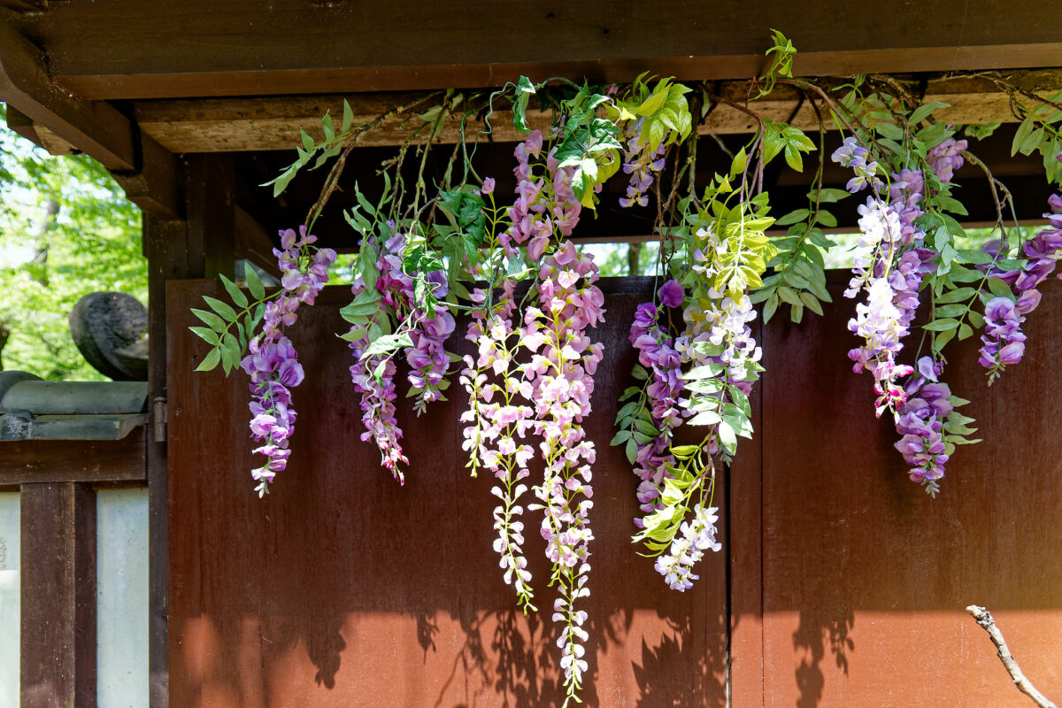 上野東照宮ぼたん苑（春のぼたん祭・2023）