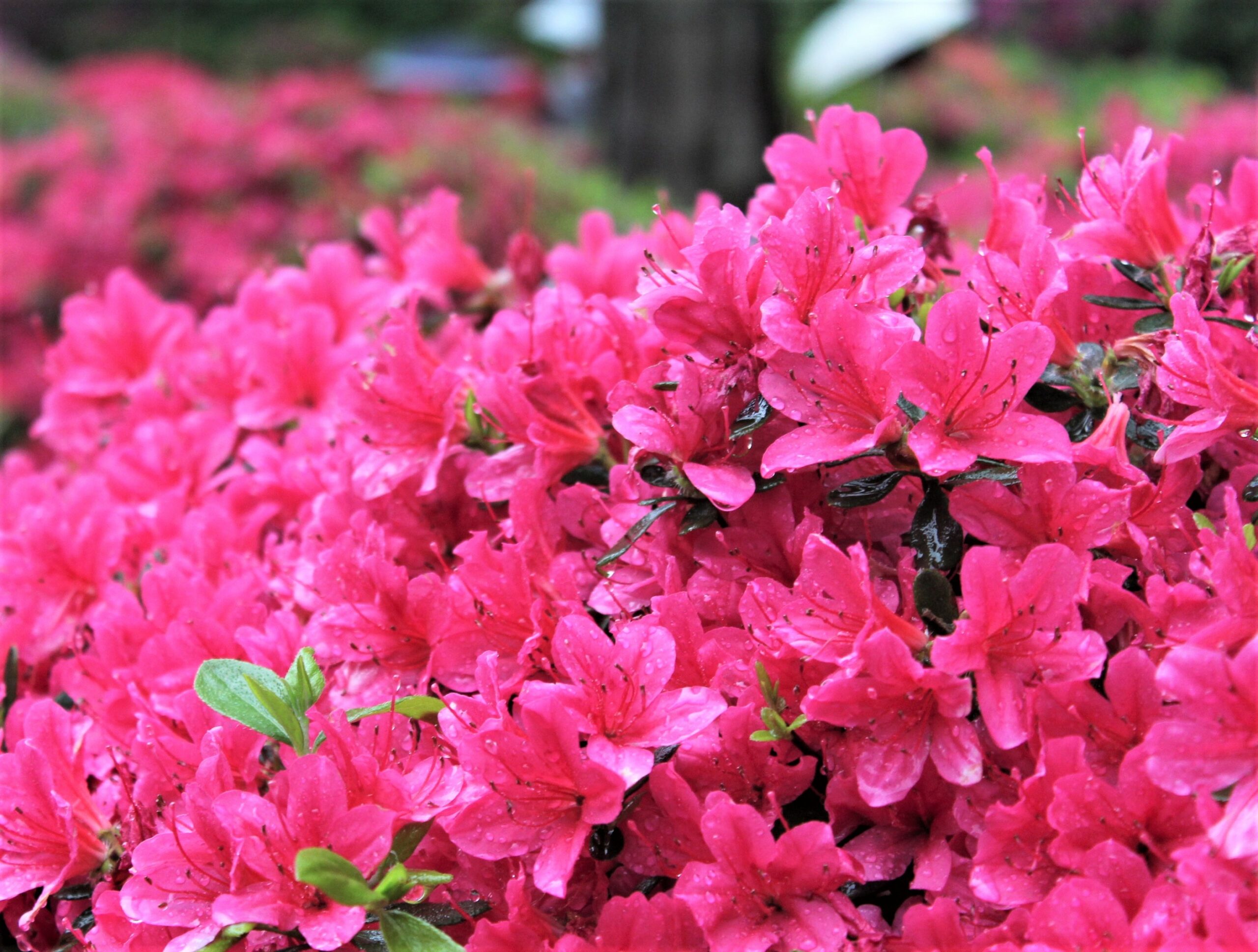 文京つつじまつり4/15