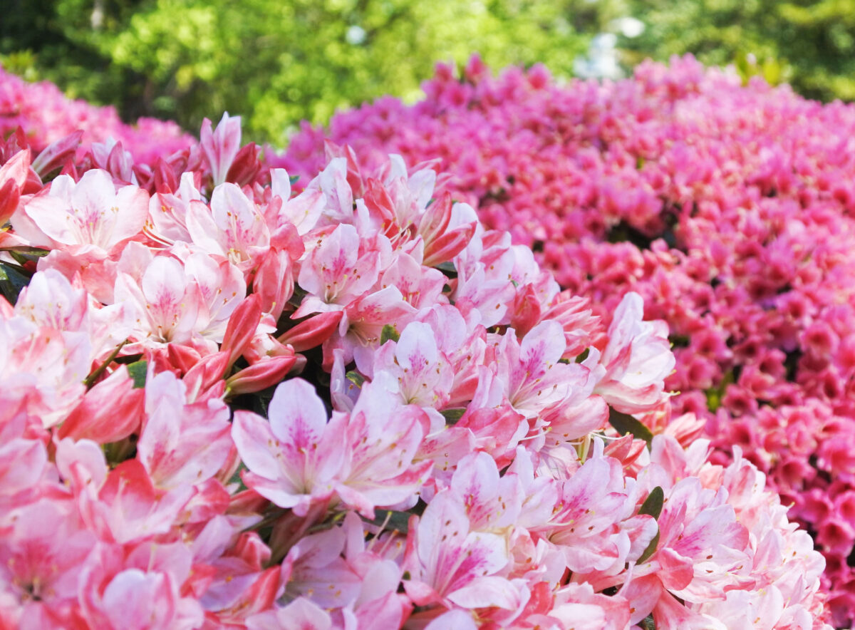 ピンクのつつじ