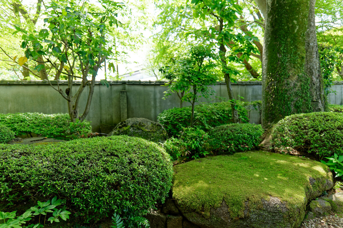 上野東照宮ぼたん苑（春のぼたん祭・2023）