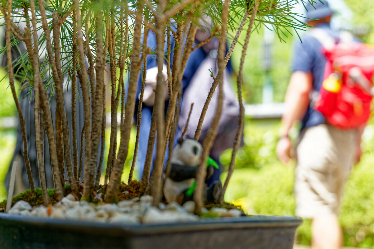 上野東照宮ぼたん苑（春のぼたん祭・2023）