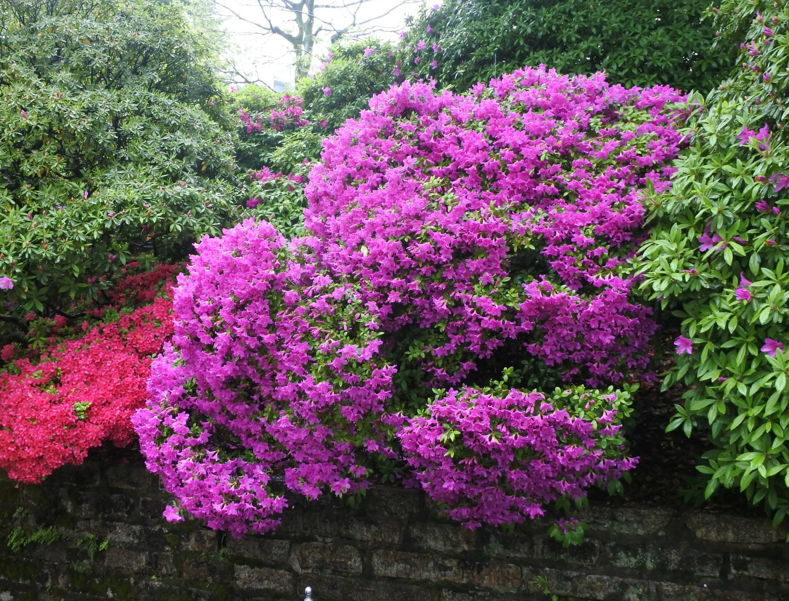 文京つつじまつり4/15