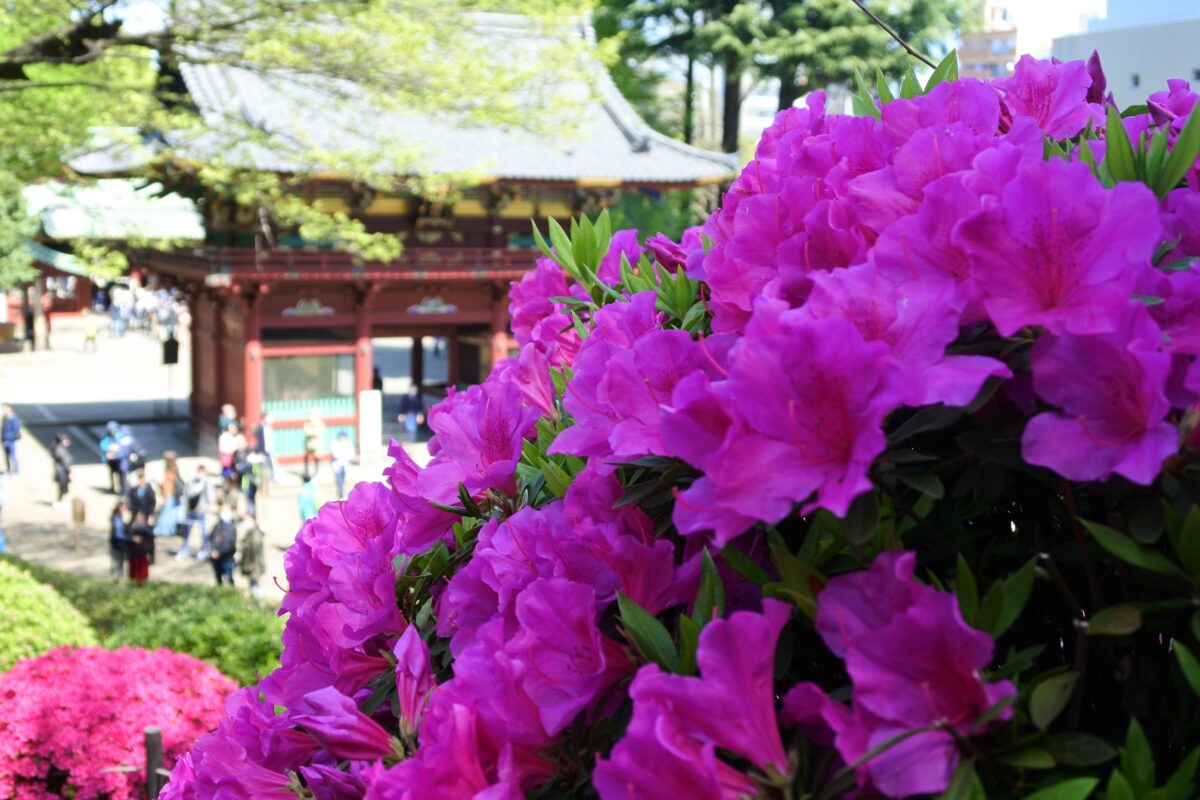 つつじ苑南側から見る楼門