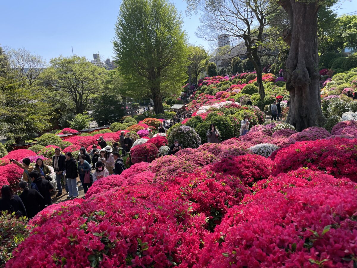 文京つつじまつり