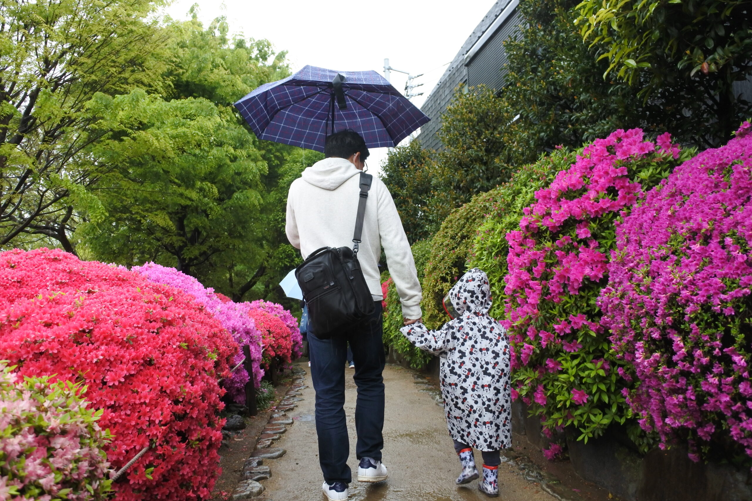 文京つつじまつり4/15