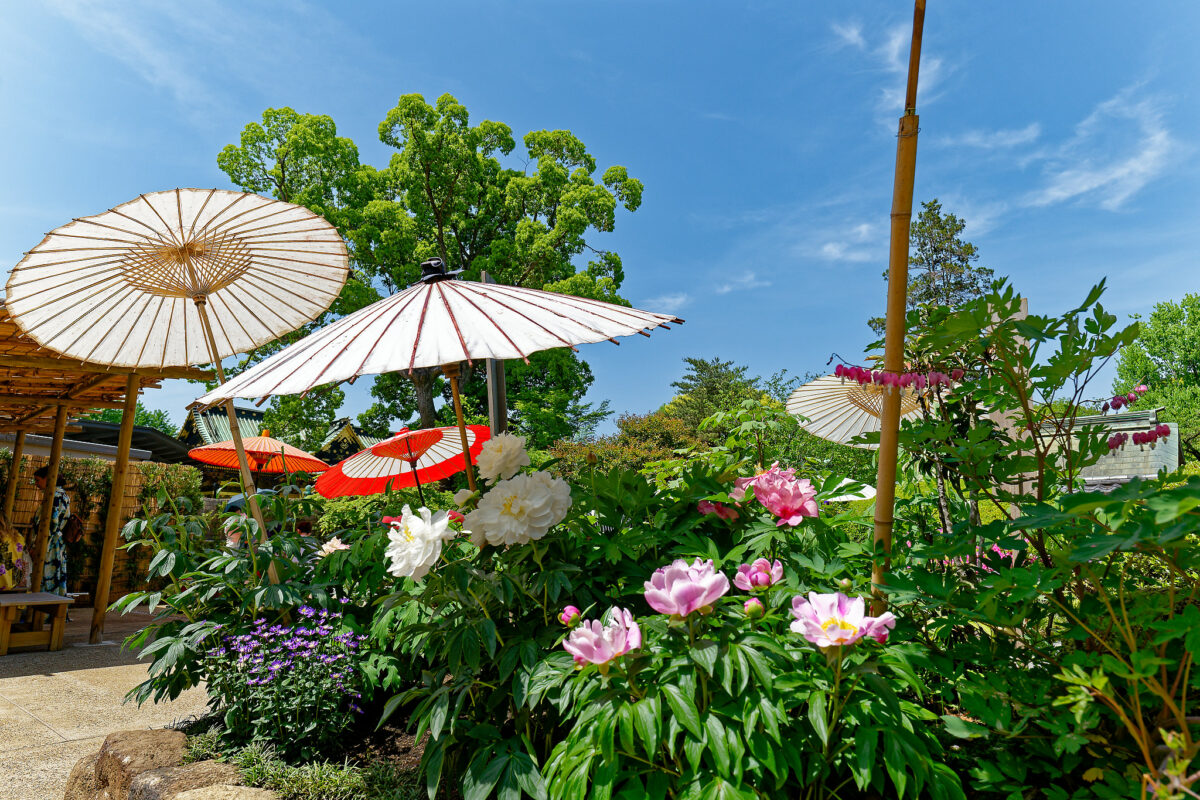 上野東照宮ぼたん苑（春のぼたん祭・2023）