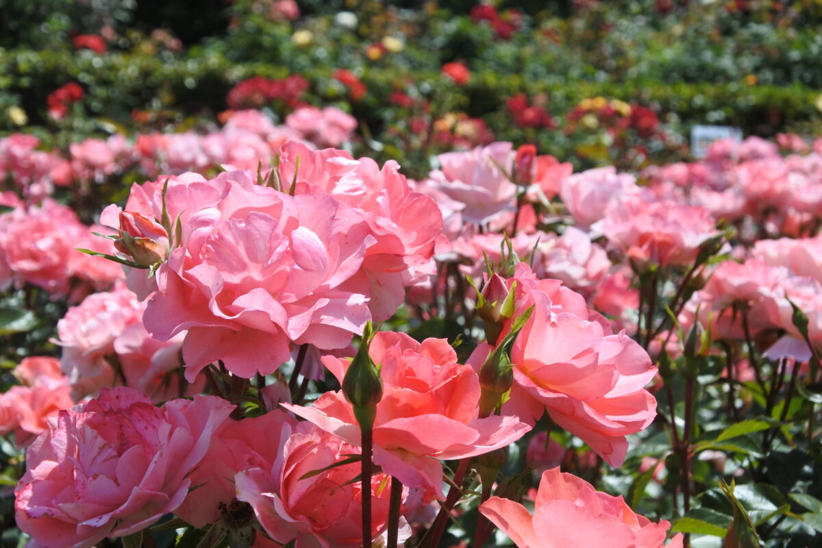 バラの開花が真っ盛り！関東のバラの名所6選とおまつり情報-2023年